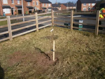 Tree Finally Planted 2