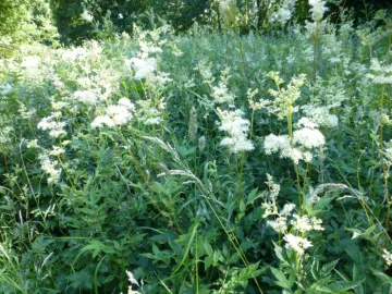 Meadowsweet 2