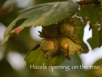 Hazelnuts growing