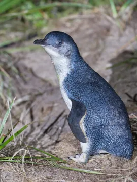 Eudyptula_minor_Bruny_1 ed