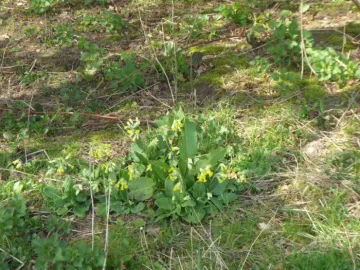 Cowslips