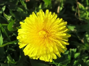 Dandelion KB
