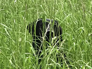 Madai in grass