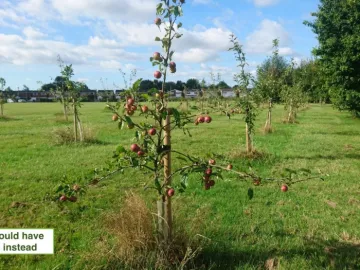 apple-trees-at-thackeray-park_sept22