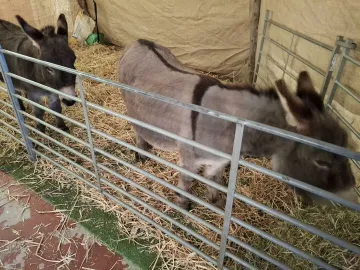 Live Nativity Donkeys