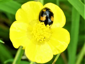 Ladybird2
