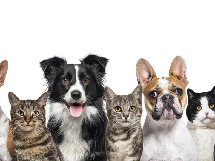 Large group of cats and dogs looking at the camera