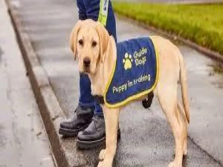 Guide Dog