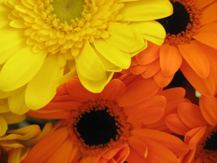 Close Up &ndash; Orange Flowers 2016