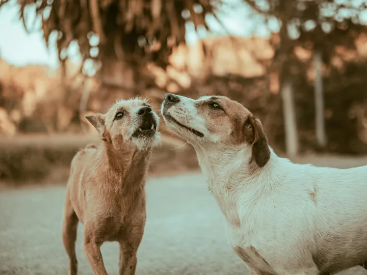 Two dogs playfully interacting on a sunlit path