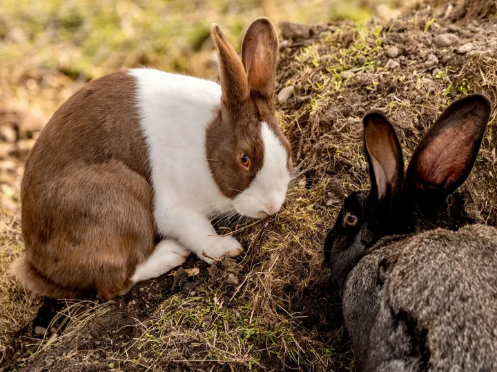 Two adorable rabbits, one brown and white and the