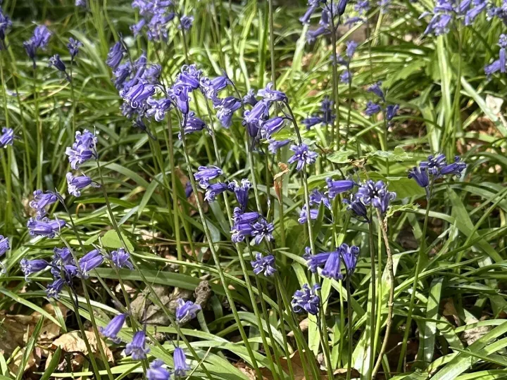 English Bluebells