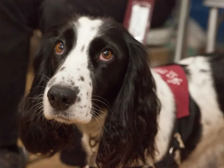 Hearing Dogs for Deaf People 01