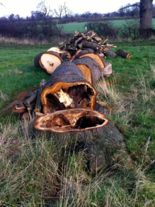 Fallen Oak &ndash; Feb 2016