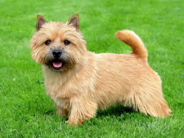 norwich-terrier