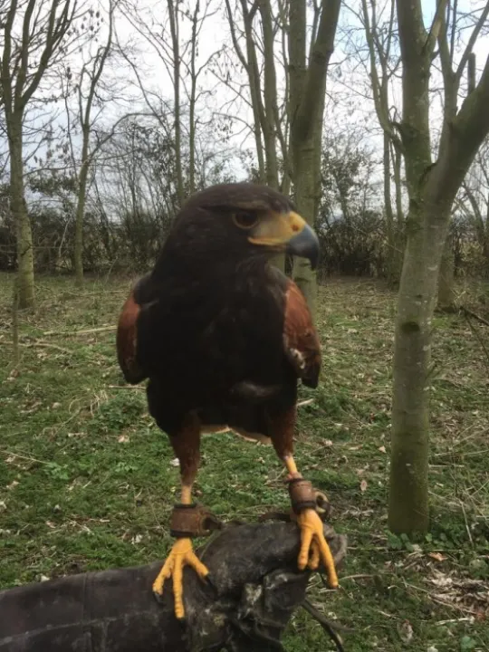harris hawk