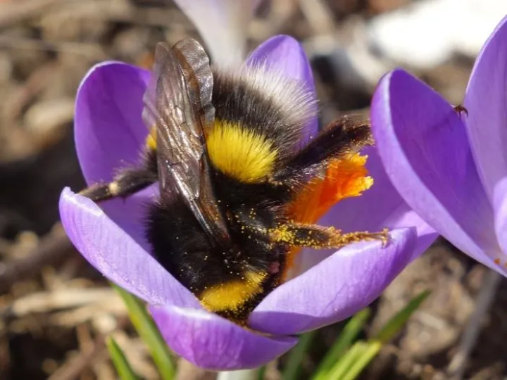 BeeCrocus