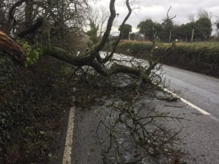 Storm Doris Trees02
