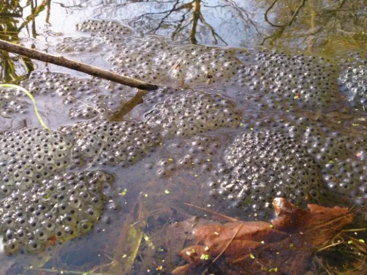 frog-spawn