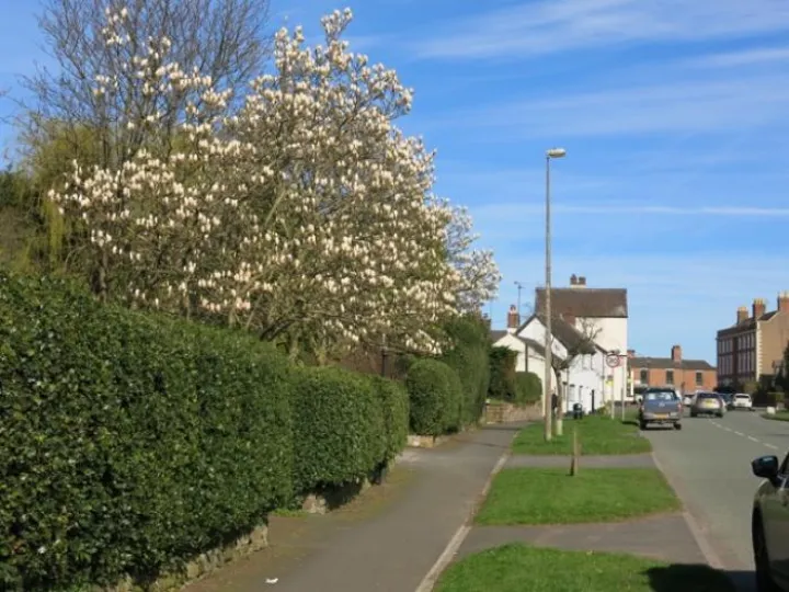 Springtime in Tarvin Img_5543 (1)