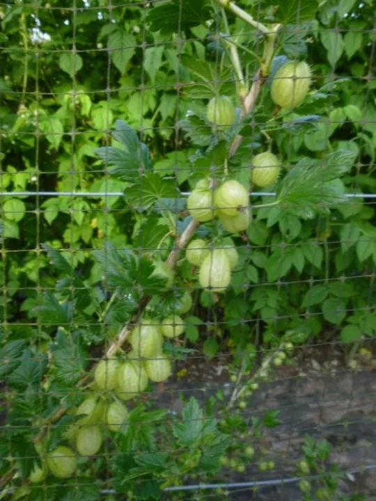 Flower Club June 2017 P1030282