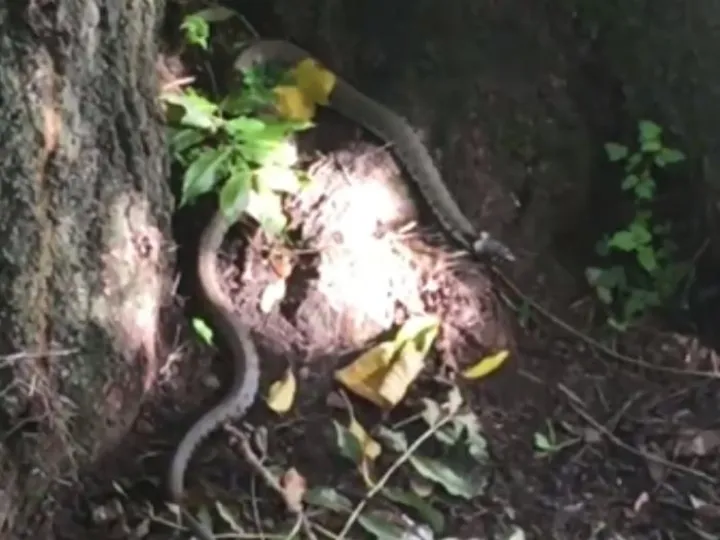 Snake near Ponny