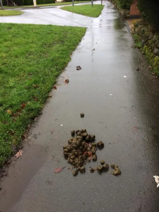 Horse poo (2)