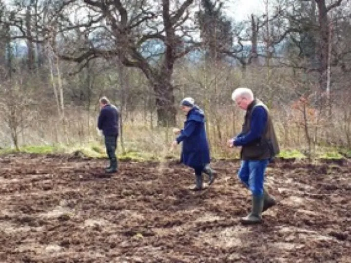 SeedingJubileeWood