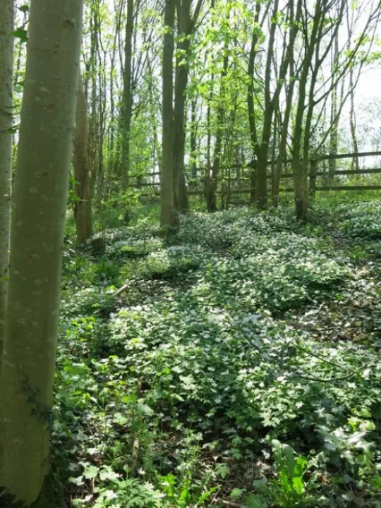 Spring in Tarvin Woodland Img_6925