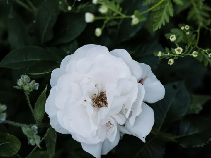 Kathryns June musing2