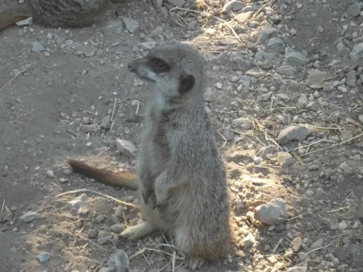 Meercat at Reaseheath