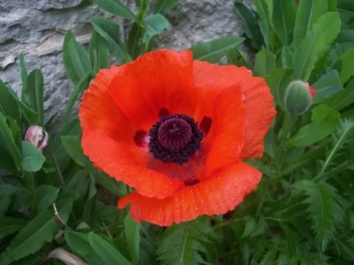single_poppy_188625