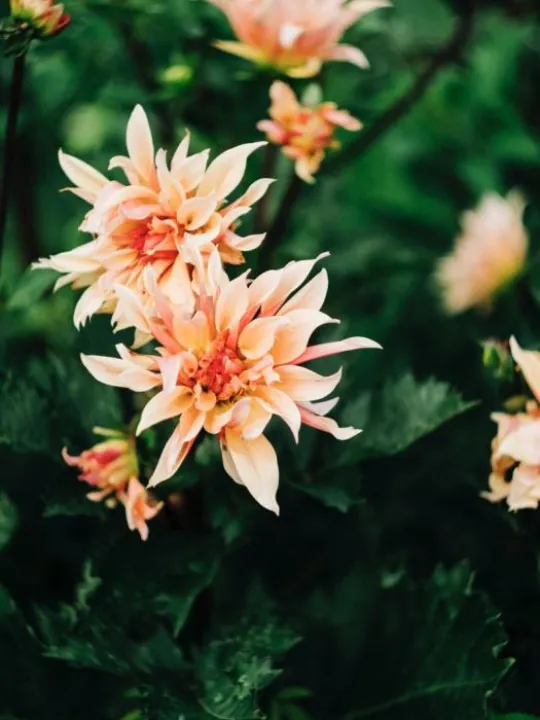 Garden musings2 Sept 2018