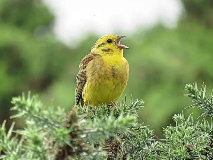 YellowhammerYthanEstuaryJuly18 (1)
