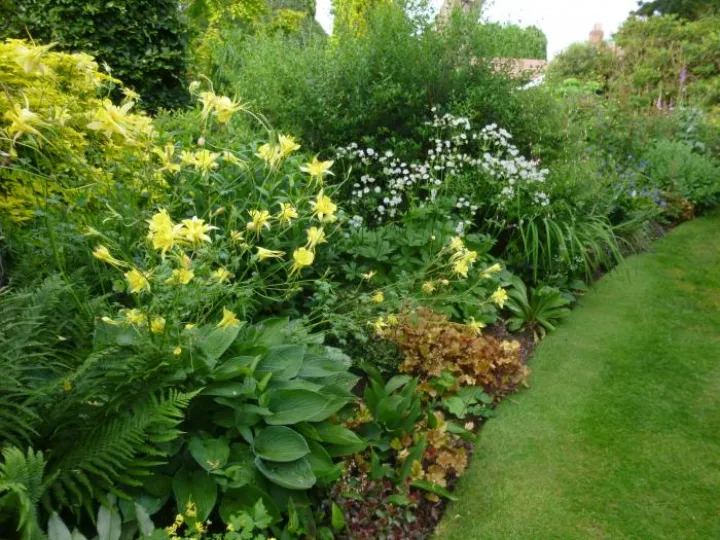 Flower Club June 2019 P1030750