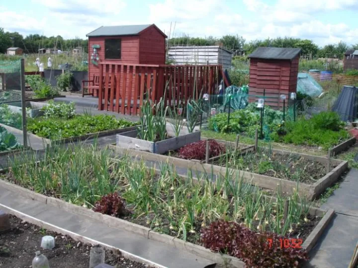 Image of allotments