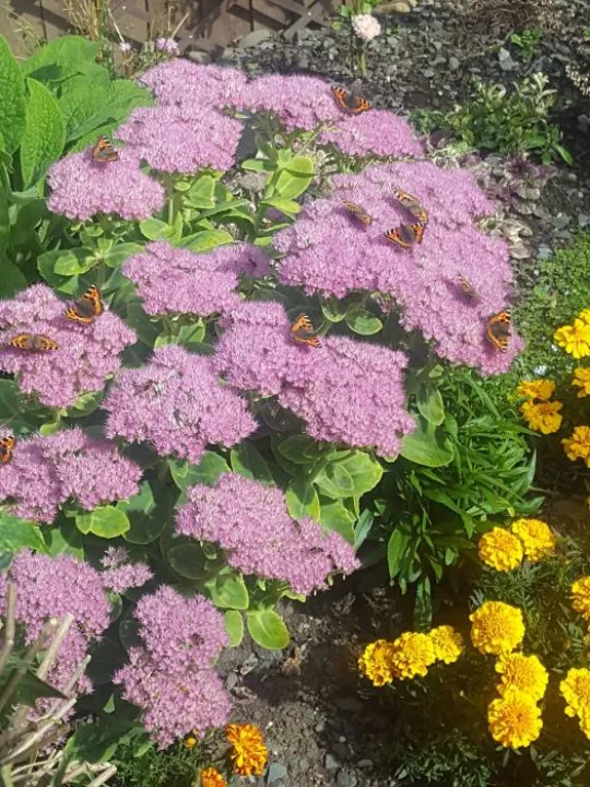 Butterflies on Sedum