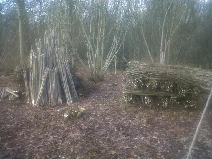 hazel coppicing