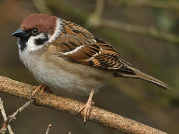 tree-sparrow-c