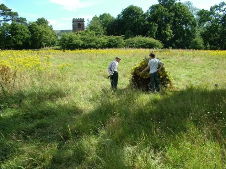 Reg and Glebe Meadow