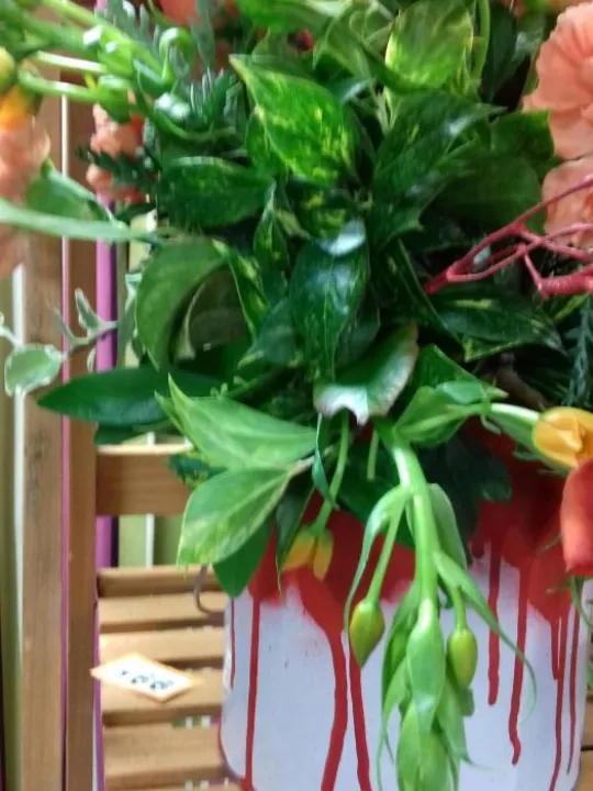 FC Jan 2020 Orange and Pink 20200108_210704[98335]