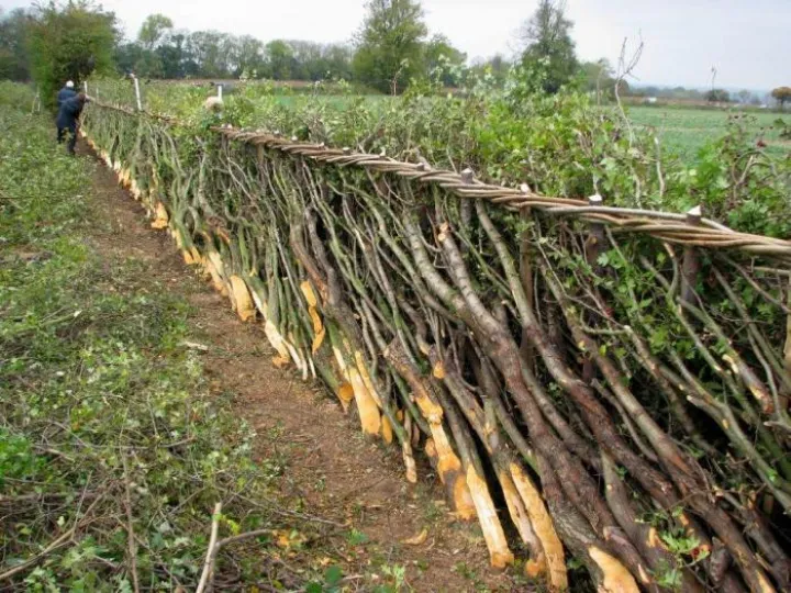 hedge-laying-courtesy-of-dave-bull