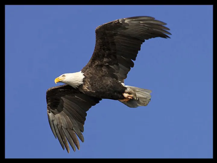 Eagle Isaiah_40-31