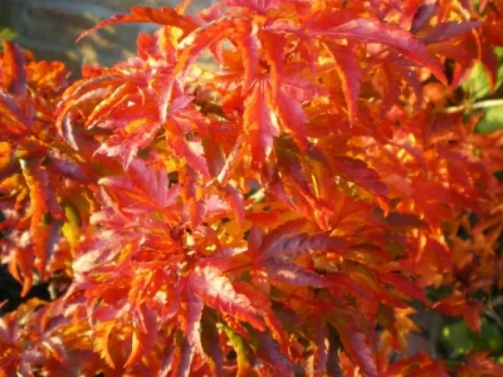 Autumn Leaves