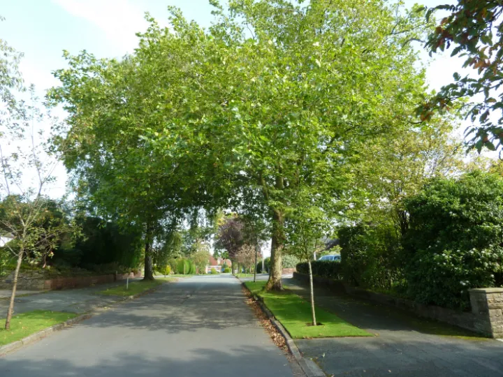 Mature tree overhanging High Tree Drive