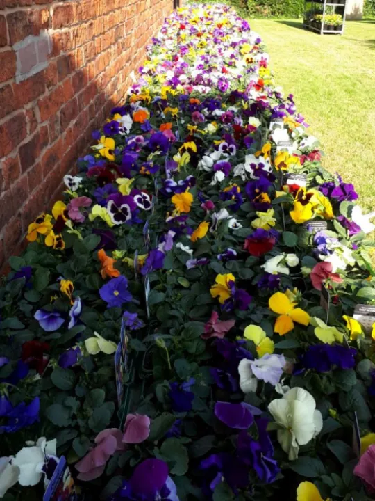 PlantSale2020Pansies
