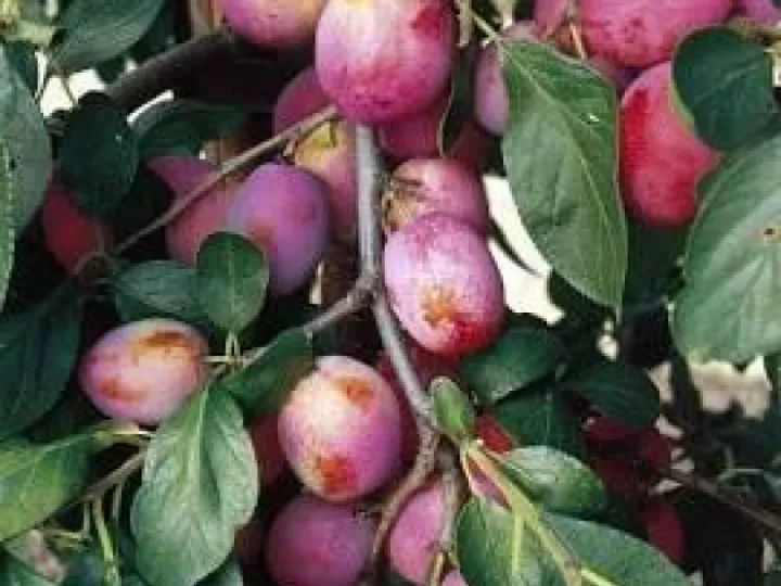 Victoria Plum