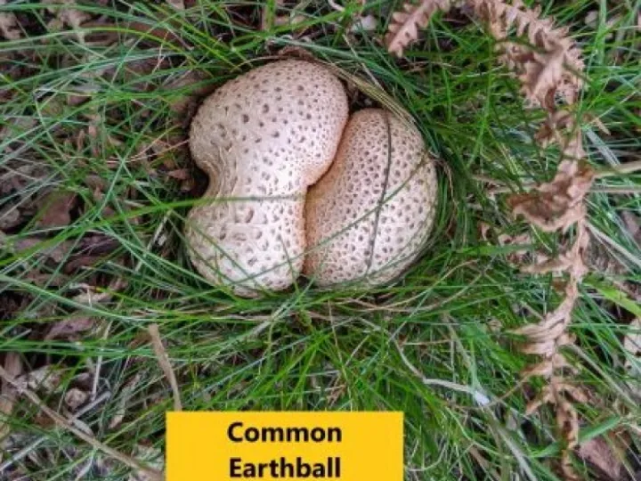 Common Earthball (3)