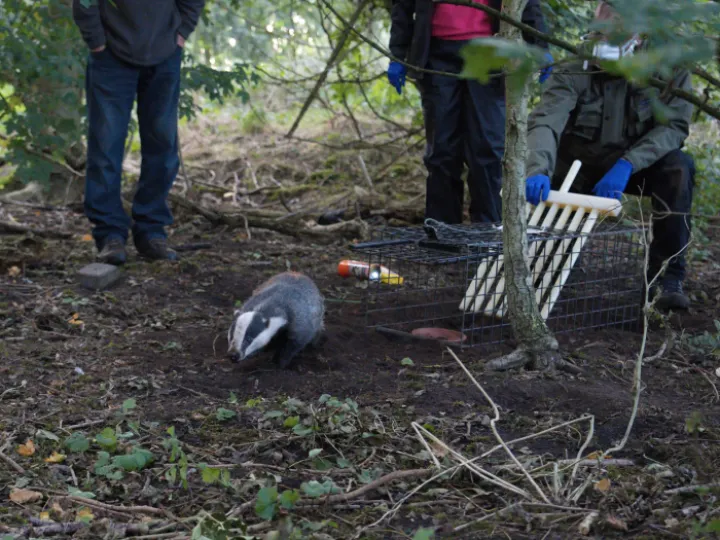 Badger Vaccination