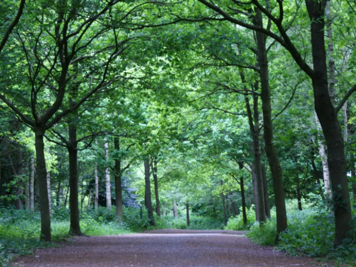 groans-walk-tarvin-woodland